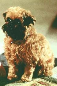 Jill The Dog